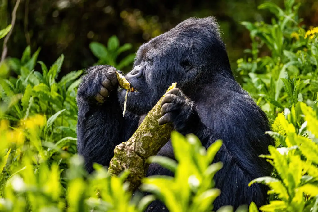 Gorilla Trekking im Bwindi Impenetrable Nationalpark Uganda