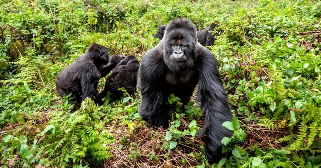 Reisender beobachtet Berggorillas im Bwindi Impenetrable Nationalpark in Uganda mit Loewenblick Safaris