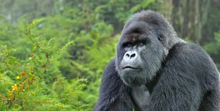 Gorilla-Trekking im Bwindi-Nationalpark während einer 6-tägigen Uganda-Safari