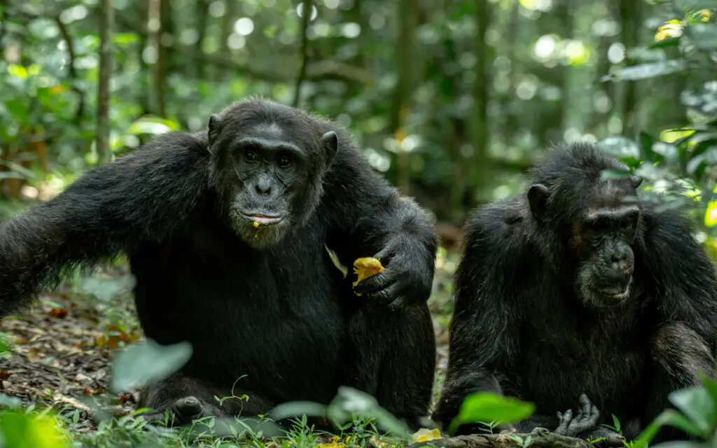 kibale chimpanzees