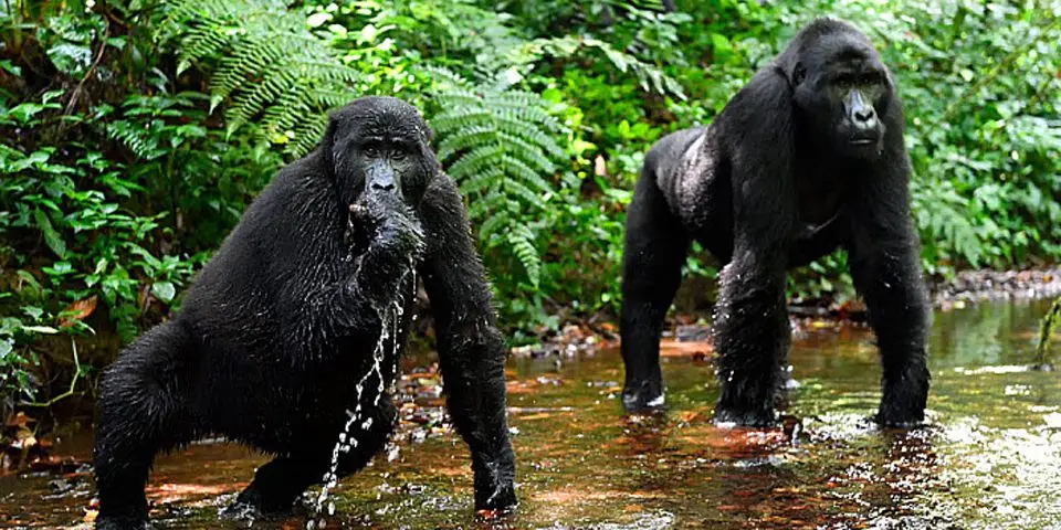 Gorilla Trekking im Bwindi Impenetrable Nationalpark in Uganda
