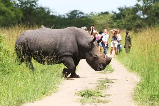 ziwa rhino tracking