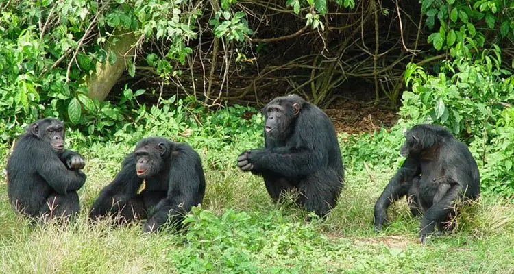 Schimpanse im Regenwald Ugandas während einer geführten Primaten- und Ökologiesafari