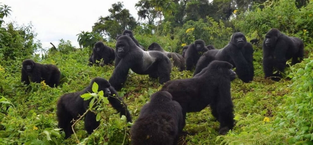 7 Tage Gorilla Trekking Safari in Uganda – Begegnung mit Berggorillas im Bwindi Nationalpark