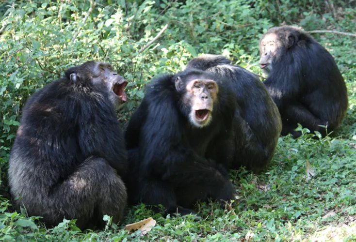schimpansen