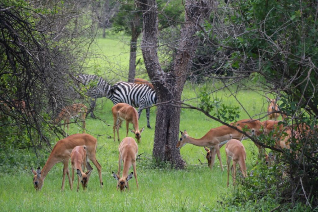 zebras in lake mburo