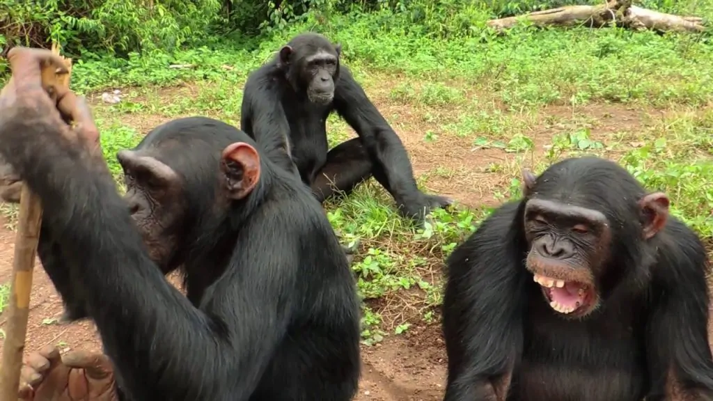 ngamba island chimpanzee sanctuary