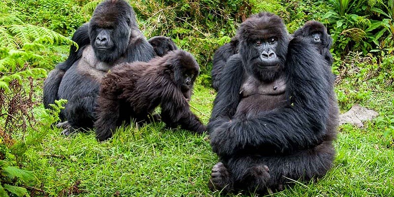 6 Tage Gorilla Trekking Safari in Uganda – Begegnung mit Berggorillas im Bwindi Nationalpark