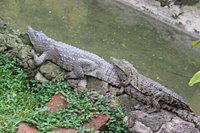 uganda reptile village