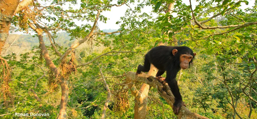 Feldforschung und Datensammlung im Primaten-Studienprogramm